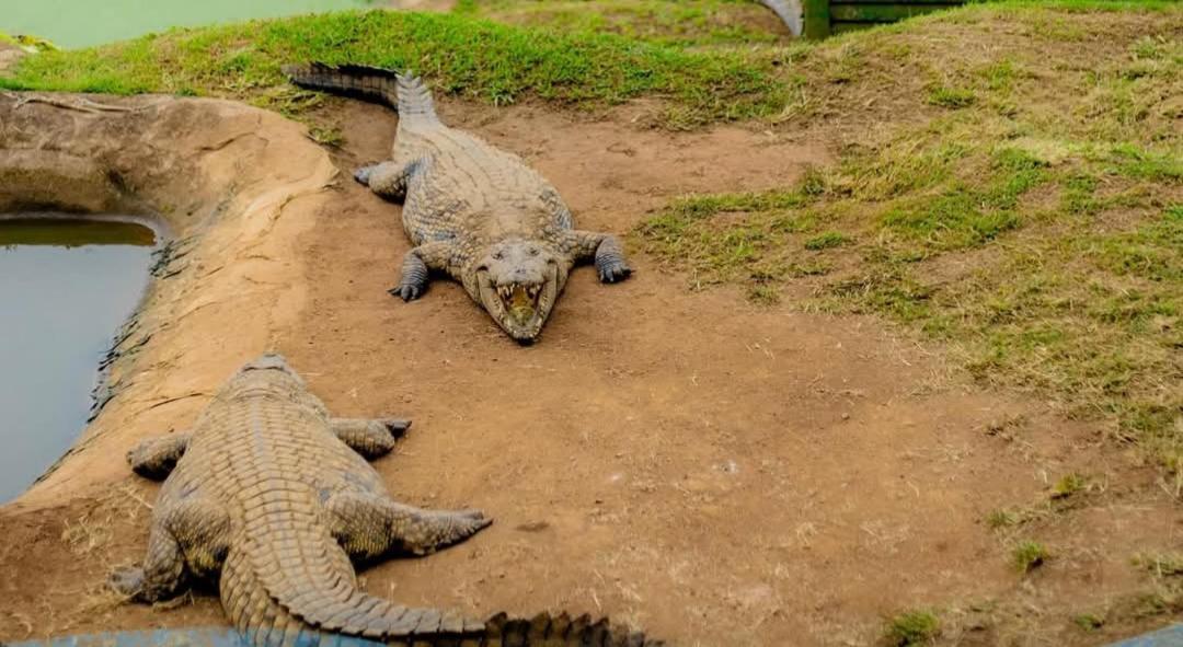 Botha's Hill Phezulu Safari Park 빌라 외부 사진