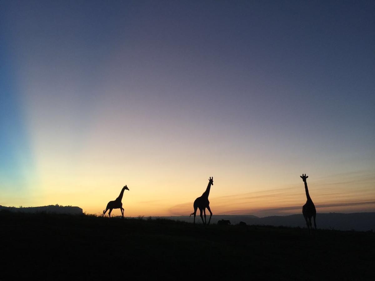 Botha's Hill Phezulu Safari Park 빌라 외부 사진