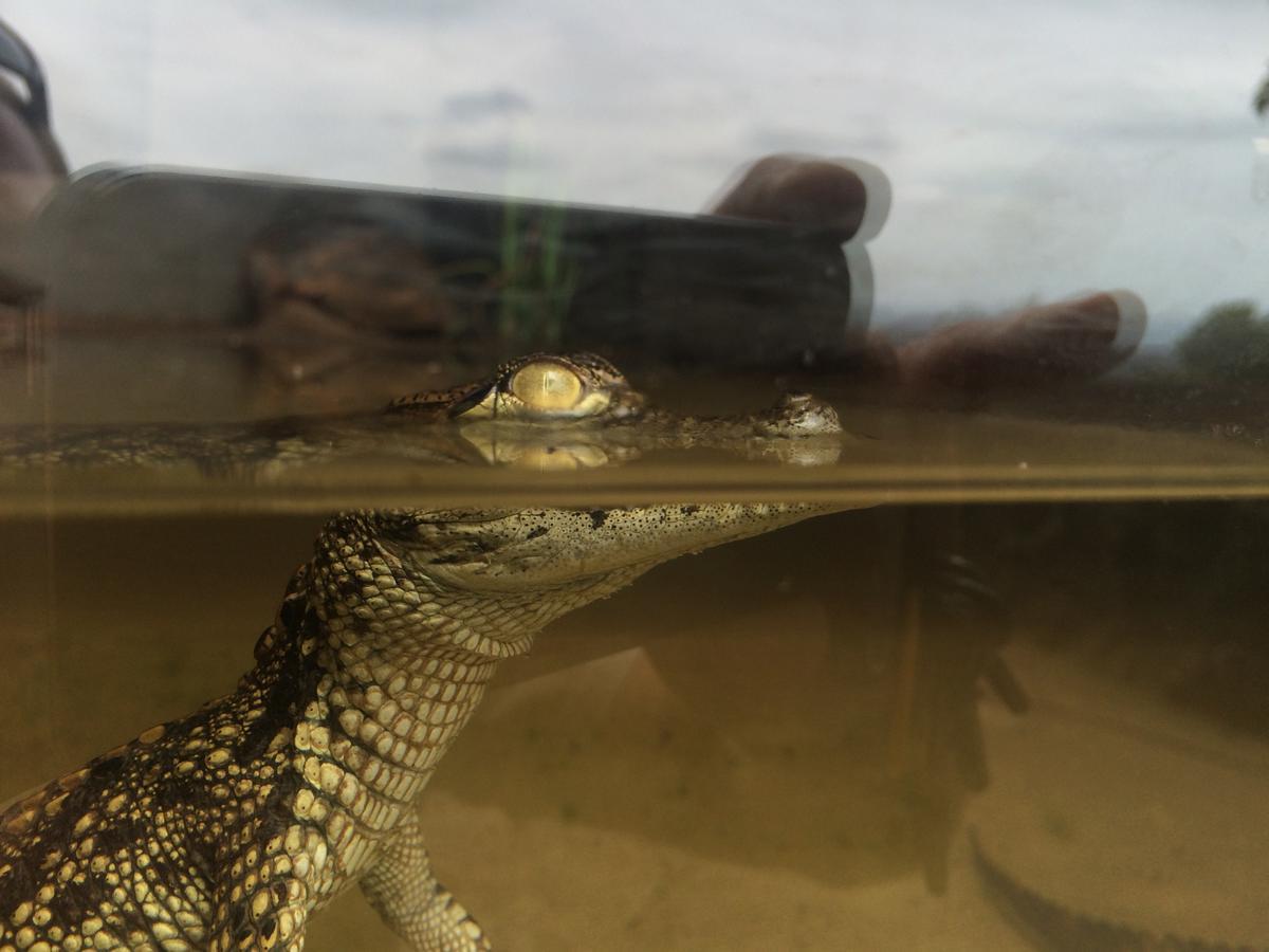Botha's Hill Phezulu Safari Park 빌라 외부 사진