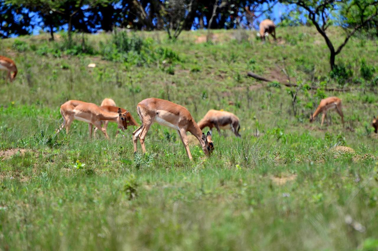 Botha's Hill Phezulu Safari Park 빌라 외부 사진
